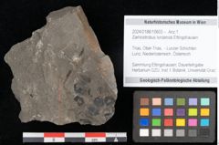 Foto (Objekt + Etikett) von Zamiostrobus lunzensis Ettingshausen (NHMW-GEO-2024-0188-10603)